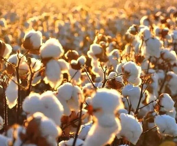 最好的棉質(zhì)面料——埃及長(zhǎng)絨棉